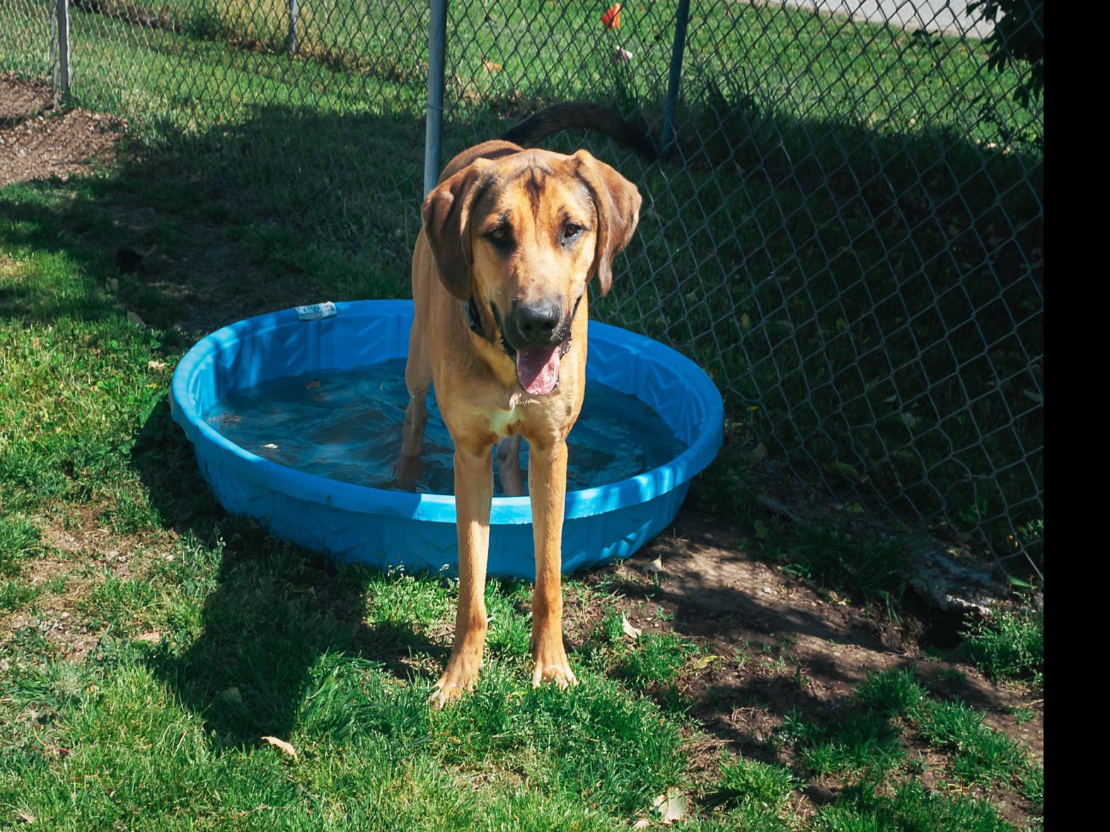 Pawsitively Adorable 29 Cats And Dogs Looking For Love