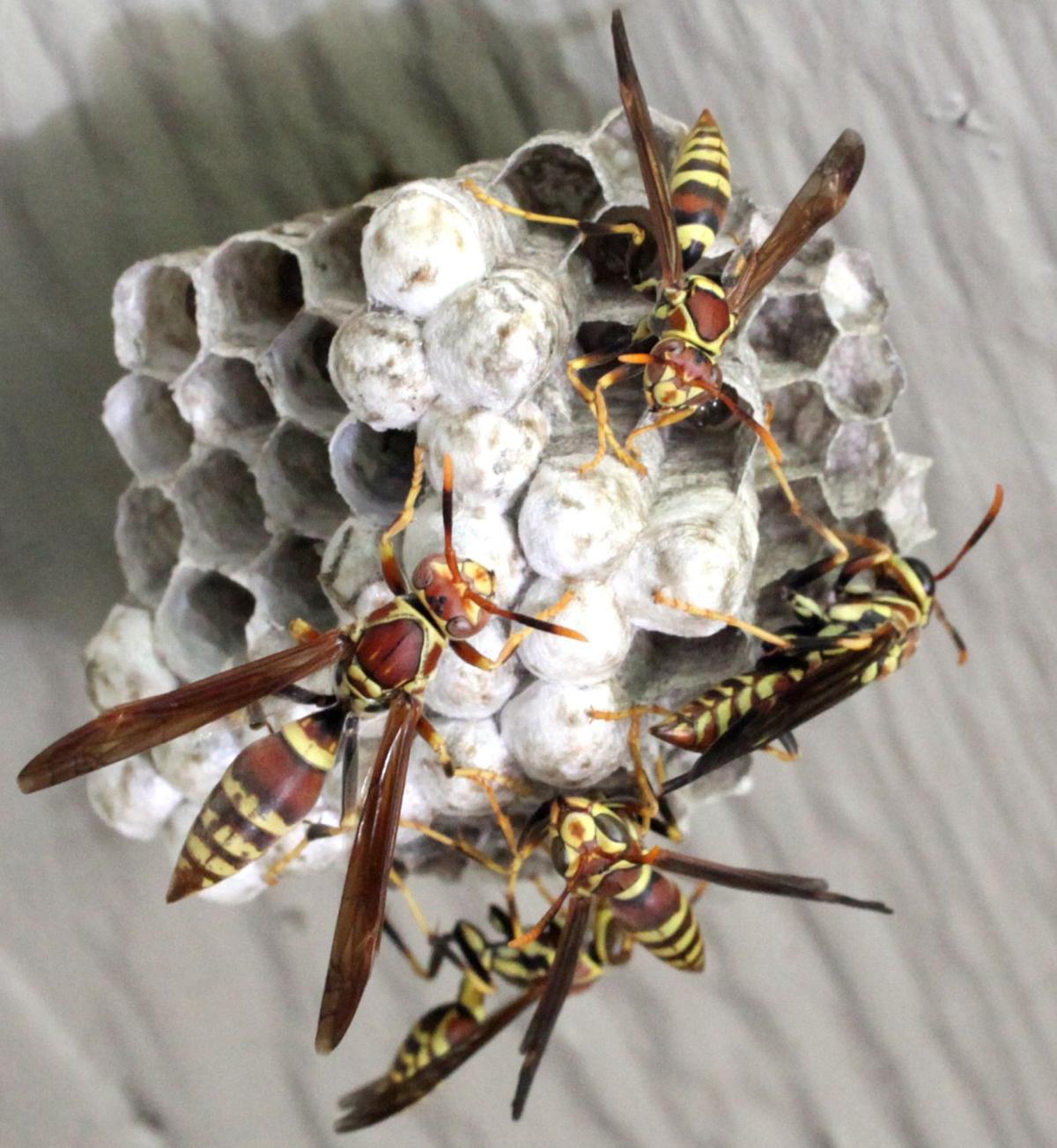 Master Gardener Good Wasps Exist And Can Help Your Garden Garden Landscape Tulsaworld Com