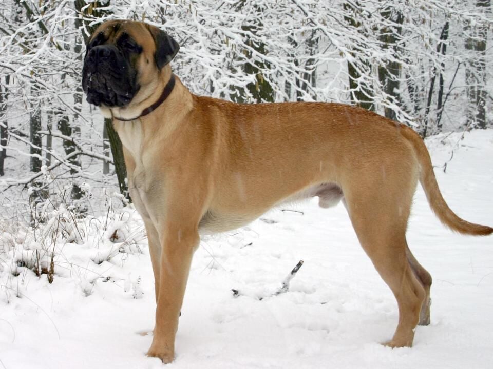 Primetime bullmastiffs sales