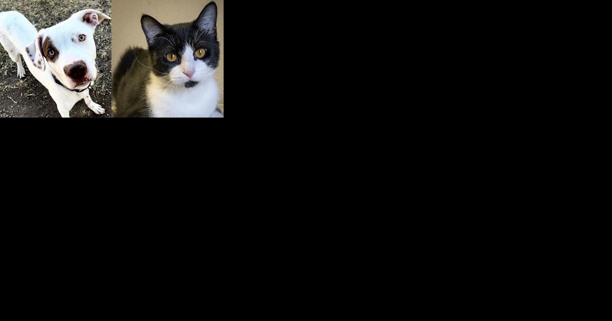 Pawsitively adorable: Meet 38 adoptable dogs and cats looking for love in the Tulsa area - Vimarsana News