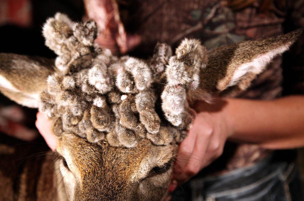 Girl, 16, takes rare 'cactus doe' first day of Oklahoma's youth season