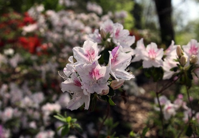 Azaleas are in bloom at Honor Heights Park