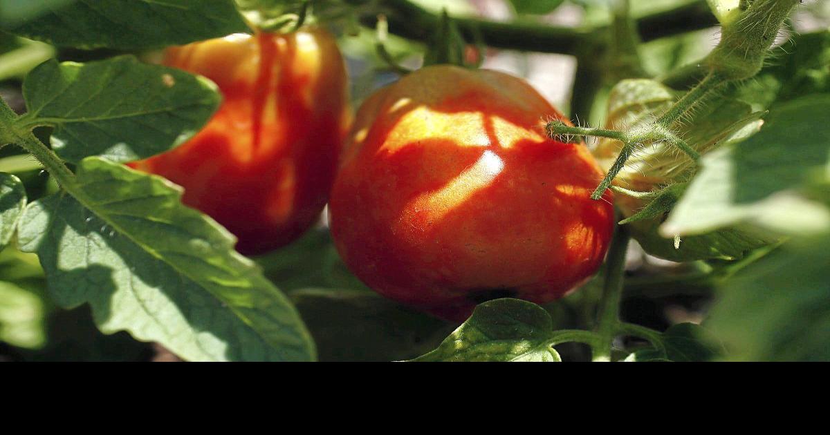 Master Gardener: Tips to know before growing tomatoes | Home & Garden