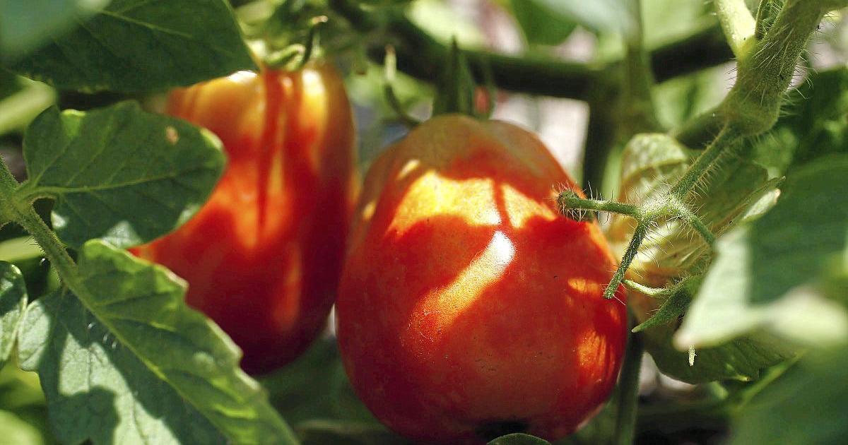 Master Gardener: Tips to know before growing tomatoes | Home & Garden