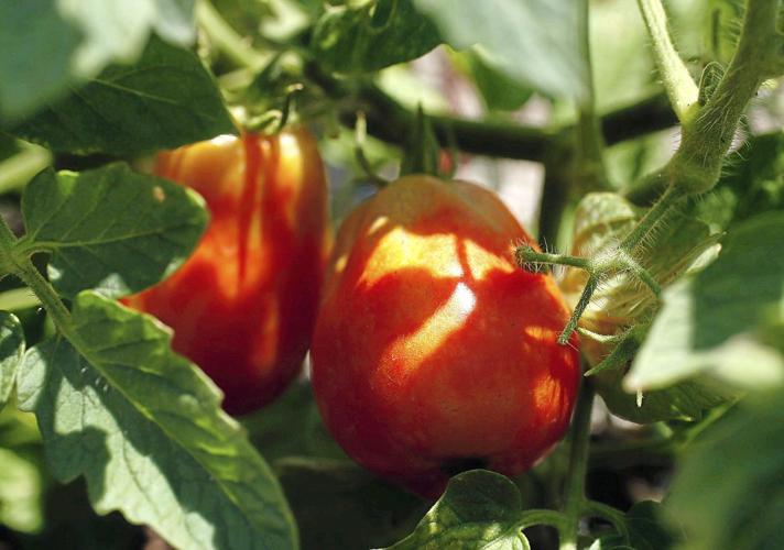 How Many Tomatoes Can You Get From One Plant? • Gardenary