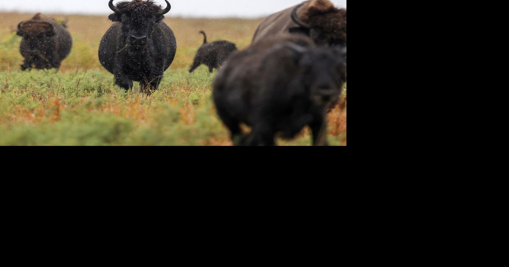 Inside the roundup: How 2,000 bison get yearly checkups at the Tallgrass Prairie Preserve