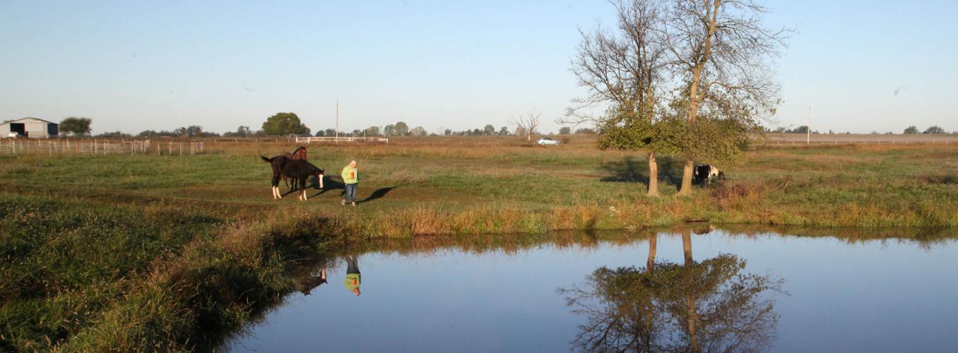 Ottawa chicken houses