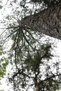 Beavers Bend State Park