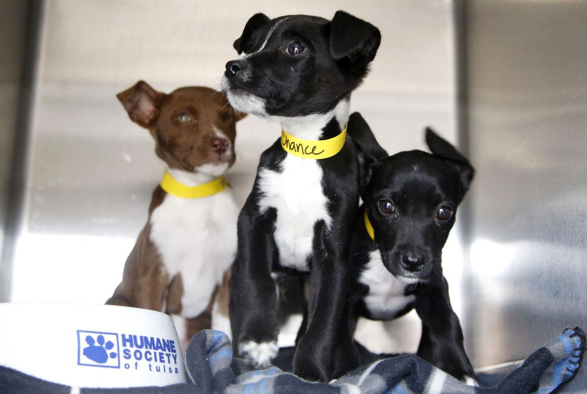 Tulsa County Dog Rescue Tulsa County Dog Rescue