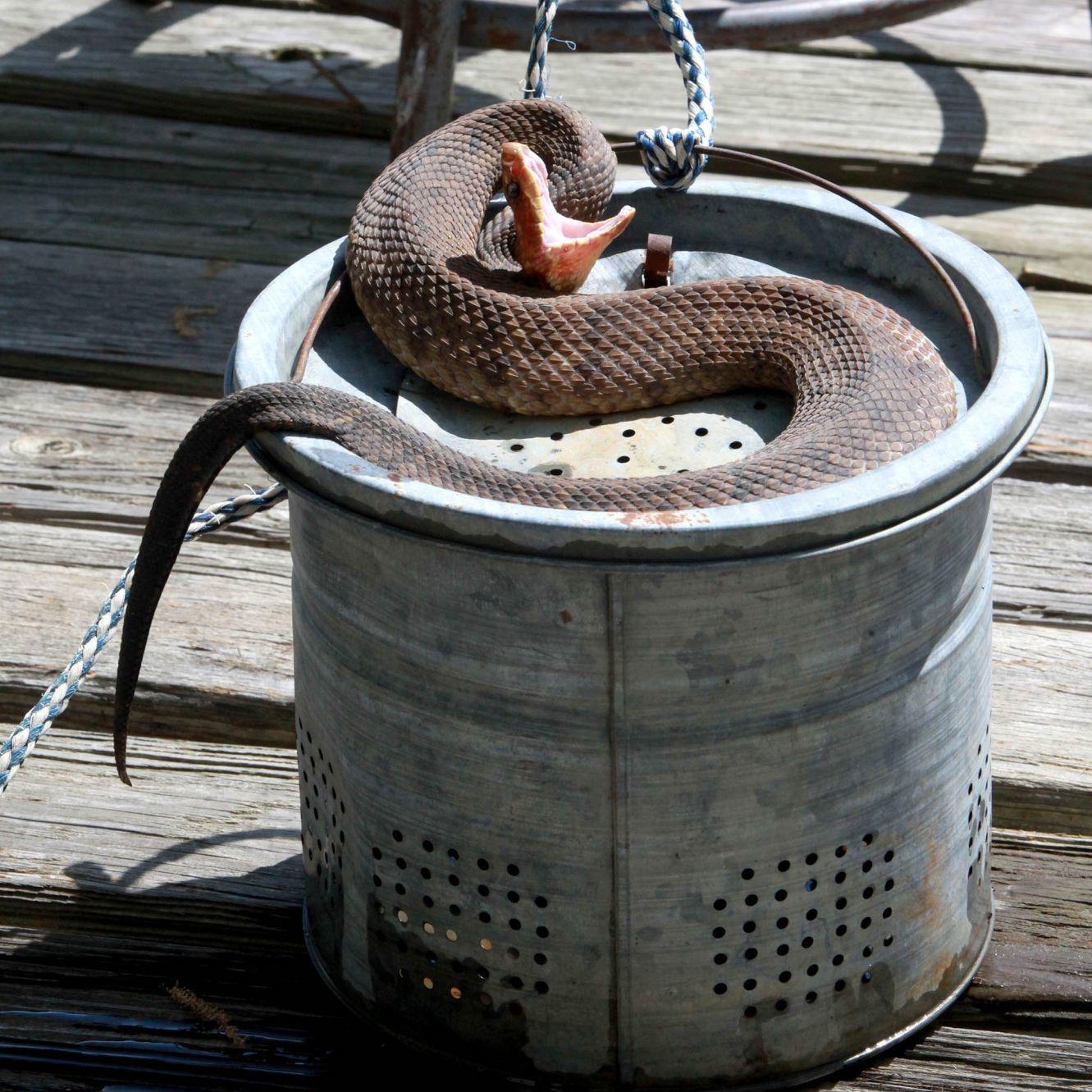 Kelly Bostian Know The Difference Between A Water Snake And A Cottonmouth Before Going Outdoors Copy Tulsaworld Com Kelly Bostian Know The Difference Between A Water Snake And A Cottonmouth Before Going Outdoors Copy Tulsaworld Com