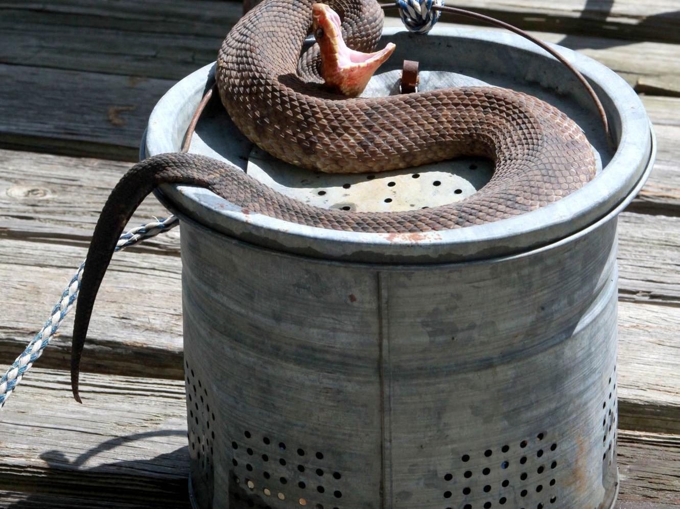 Kelly Bostian Know The Difference Between A Water Snake And A Cottonmouth Before Going Outdoors Sports News Tulsaworld Com Kelly Bostian Know The Difference Between A Water Snake And A Cottonmouth Before Going Outdoors Sports News Tulsaworld Com