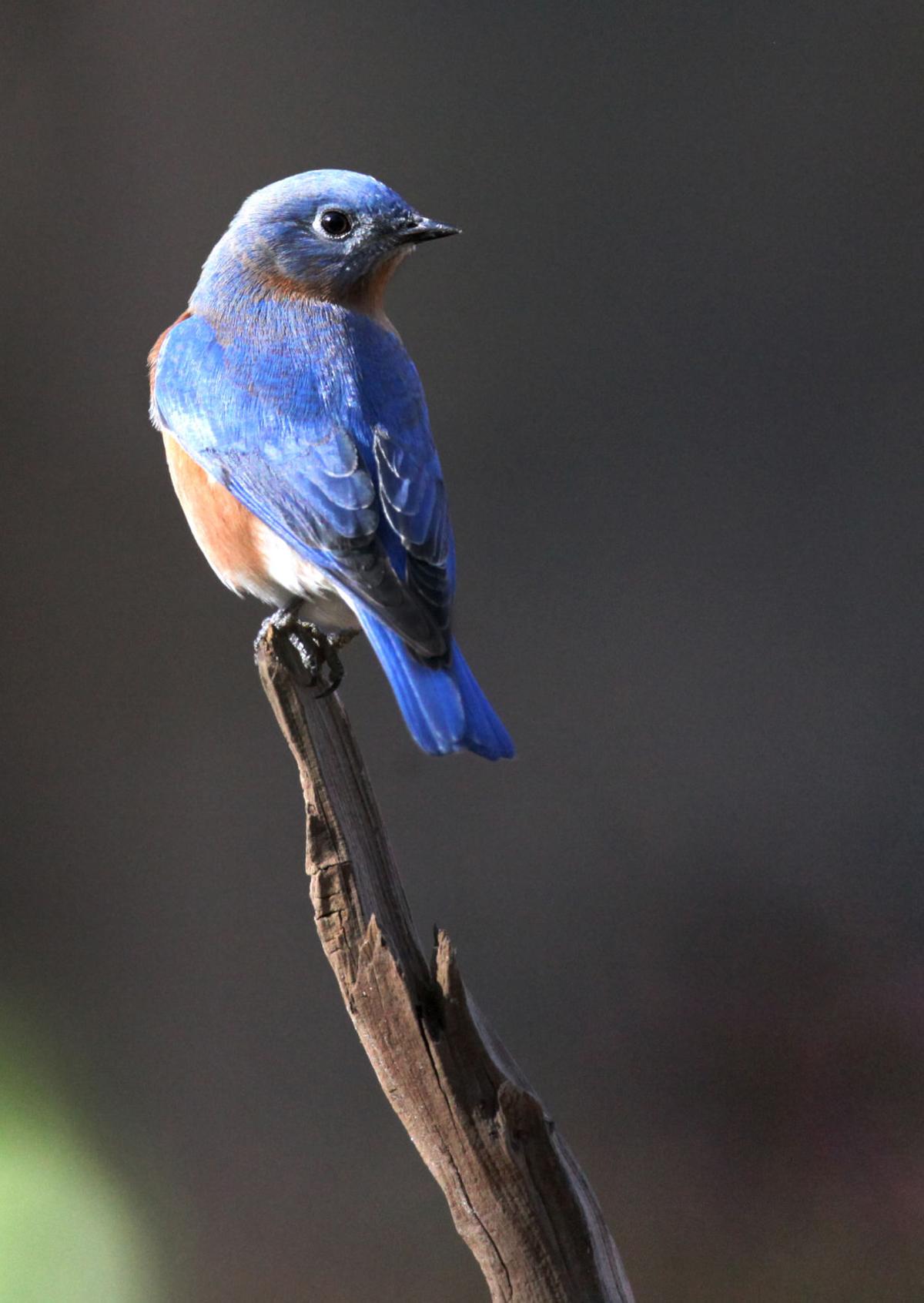 Coldest Days Are Best For Backyard Bird Photography Tulsaworld Com