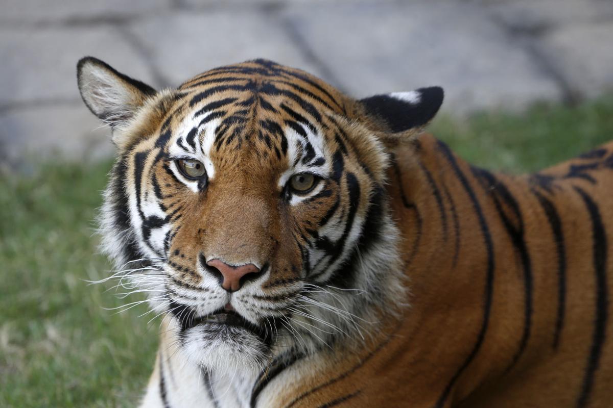 Tulsa Zoo Opens New Lost Kingdom Exhibit For Asian Animals Local