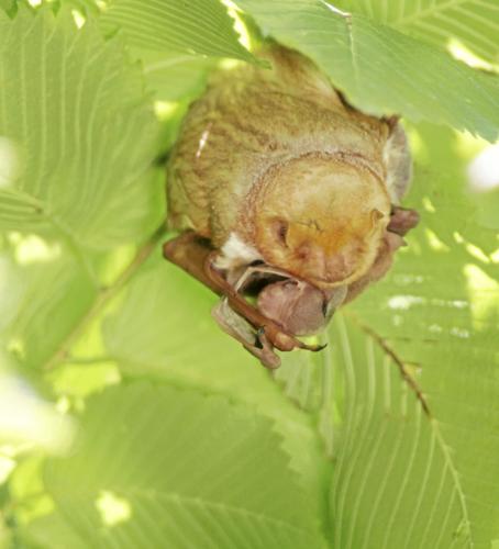 Kelly Bostian: Tiny eastern red bat is a hidden Oklahoma jewel