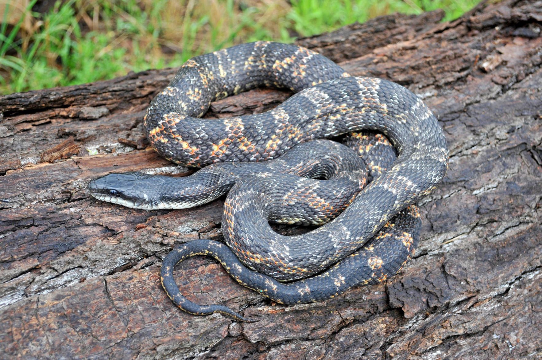 Watersnake Or Cottonmouth? Know The Difference Before Going Outdoors