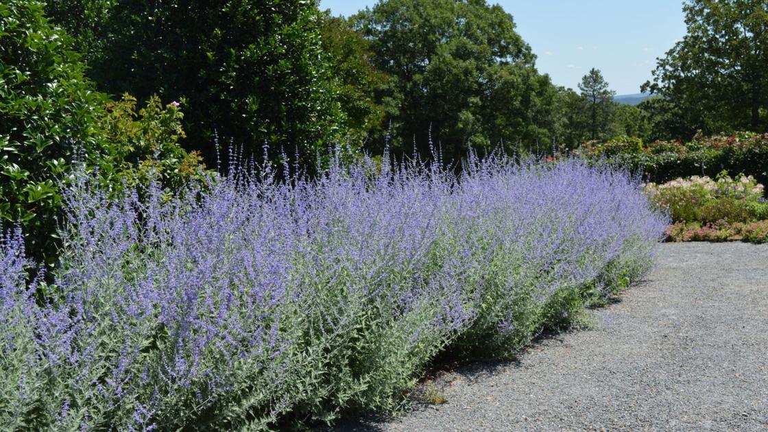 Barry Fugatt: Russian sage a tough, beautiful perennial | Home & Garden