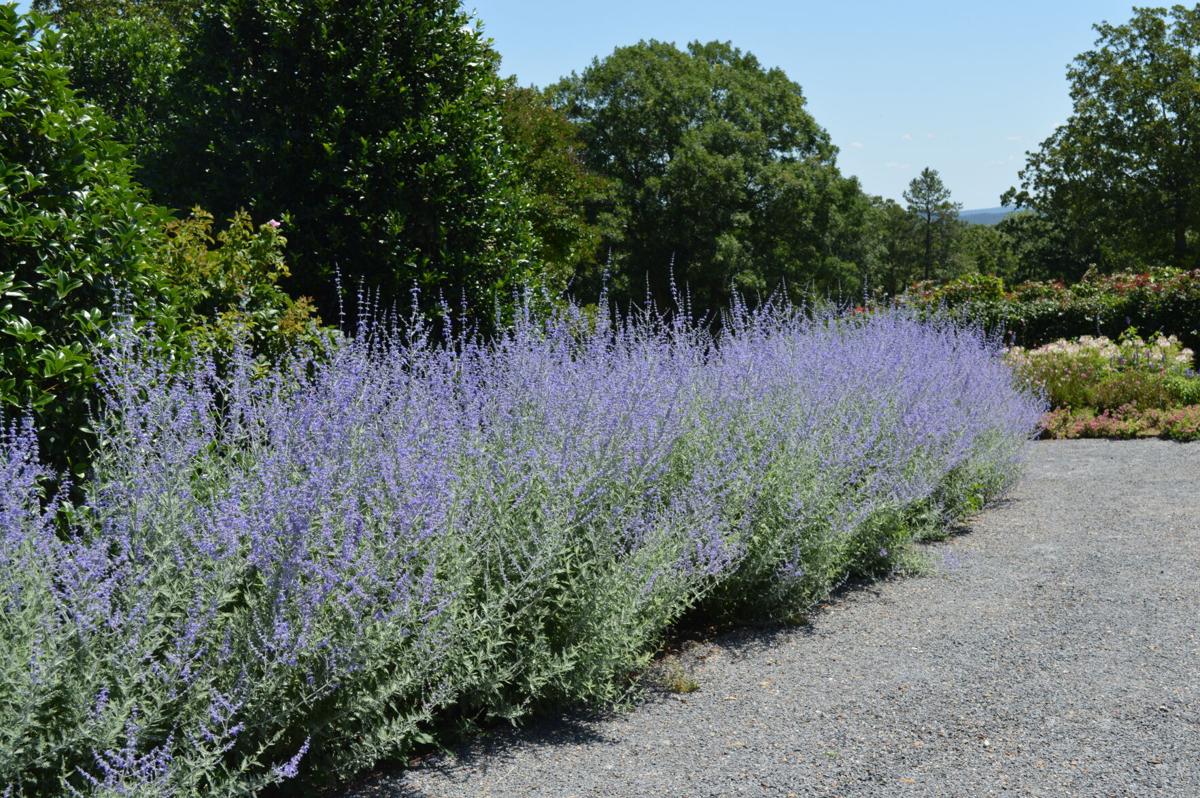 Russian Sage