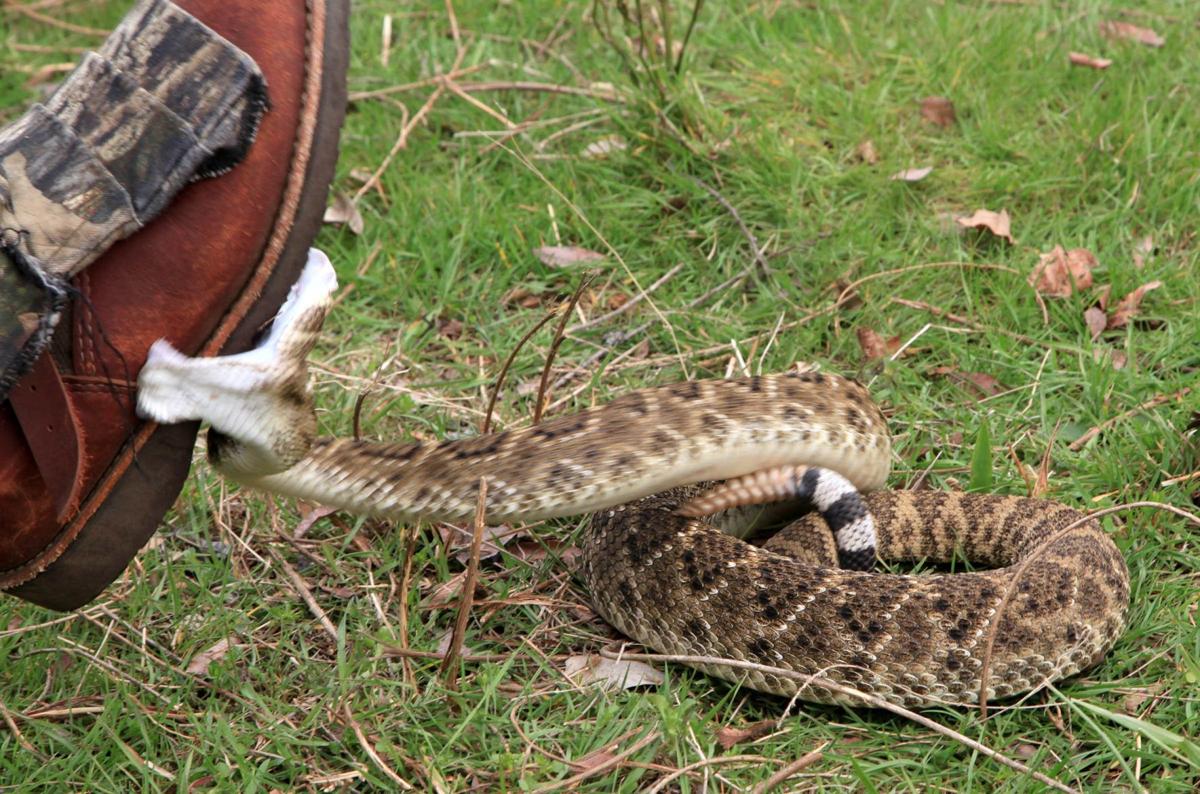 Kelly Bostian Have no fear Hunting rattlesnakes reveals true nature