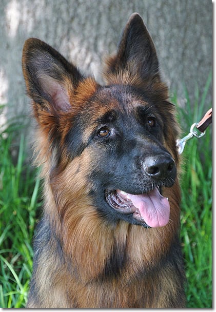 jordan landing puppy store