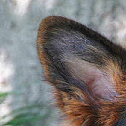 Dog Breeder Sues American Airlines Alleges Negligence Led To Puppies Deaths Business News Tulsaworld Com