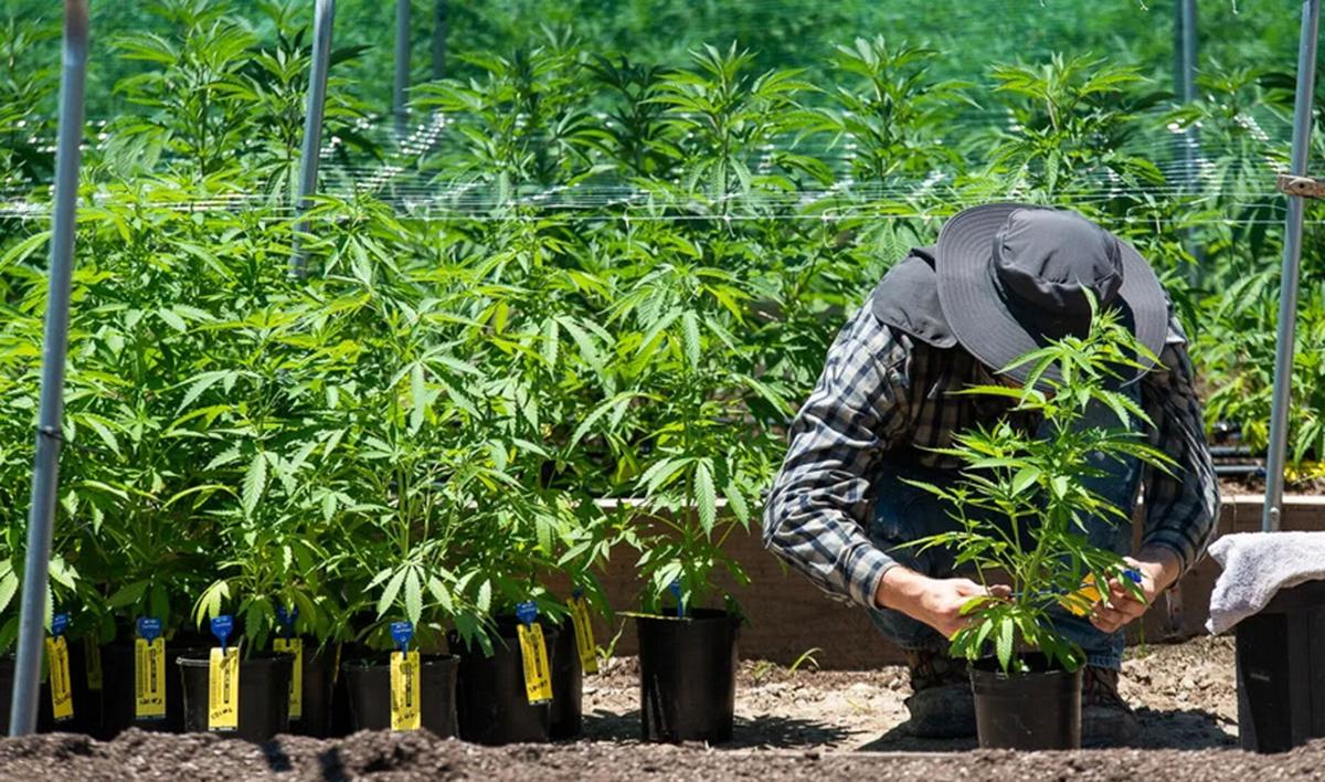 Metrc tags on plants