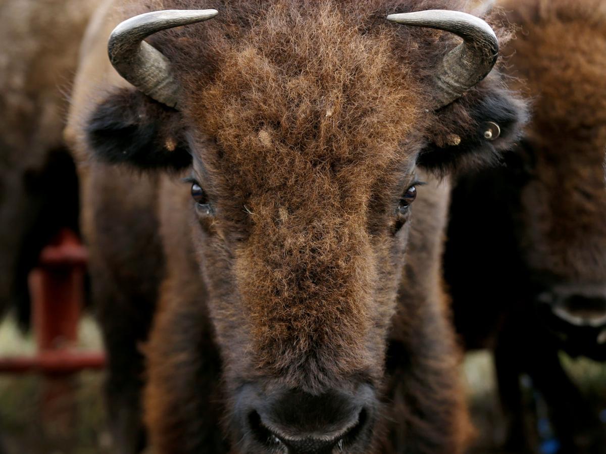 Photo gallery: Do you know Oklahoma's state symbols? | Lifestyles