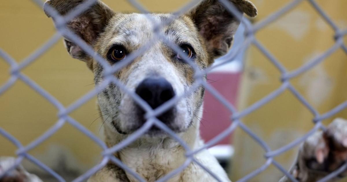 Letter: Save a pet by adopting from shelters