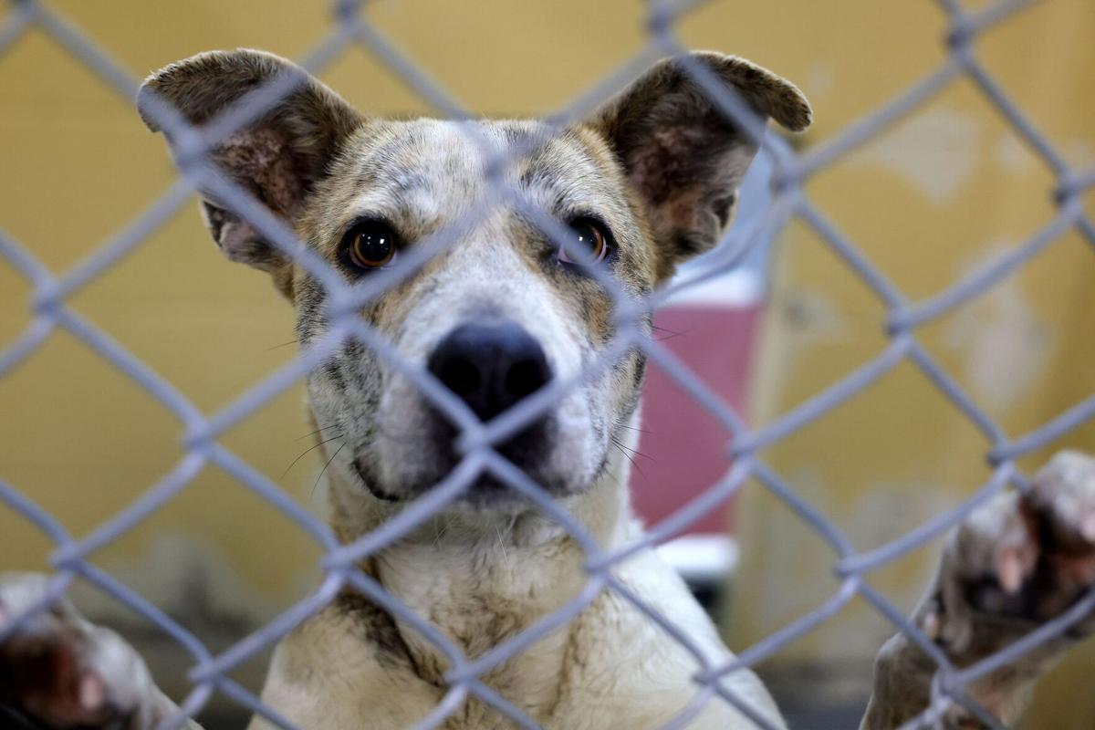 Editorial: Moving animal shelter smart idea with a lot of potential