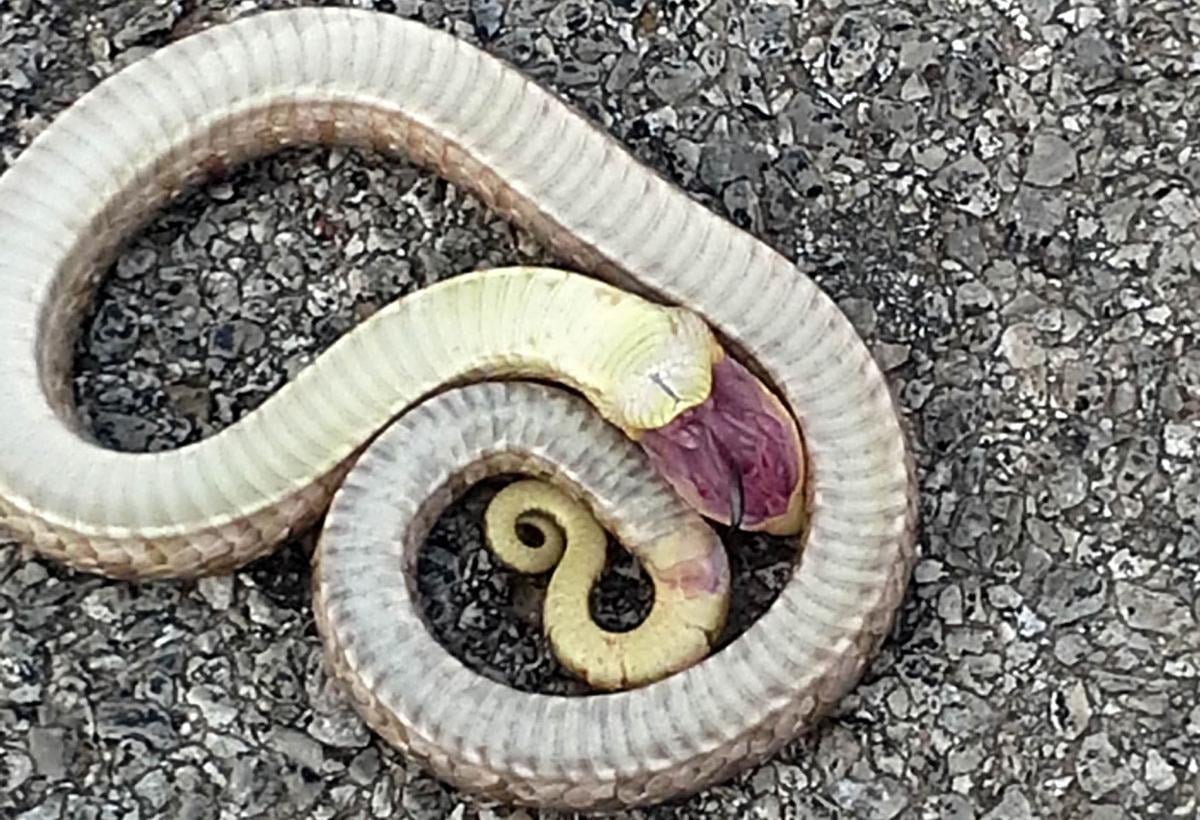 World Around You Eastern Hog Nosed Snake Is Nature S Drama Queen Sports News Tulsaworld Com This western hognose, that's who. eastern hog nosed snake
