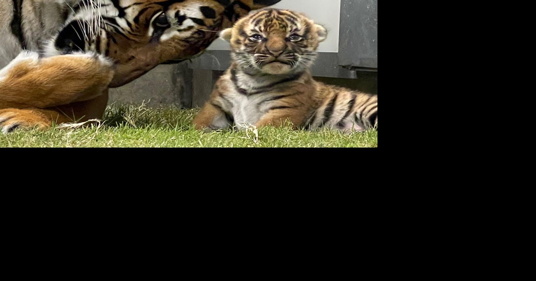 Tulsa Zoo Announces Malayan Tiger Cub Name - TulsaKids Magazine