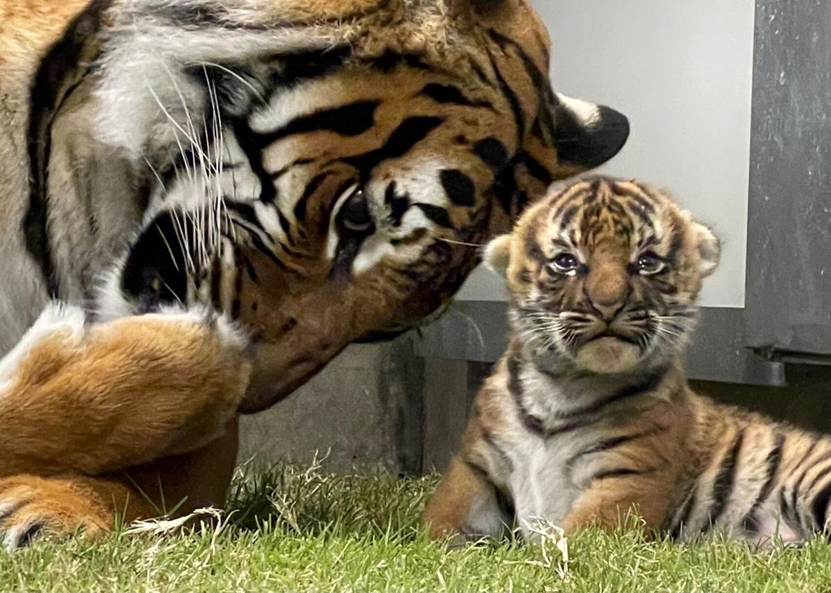 Tulsa Zoo welcomes new Malayan tiger cub