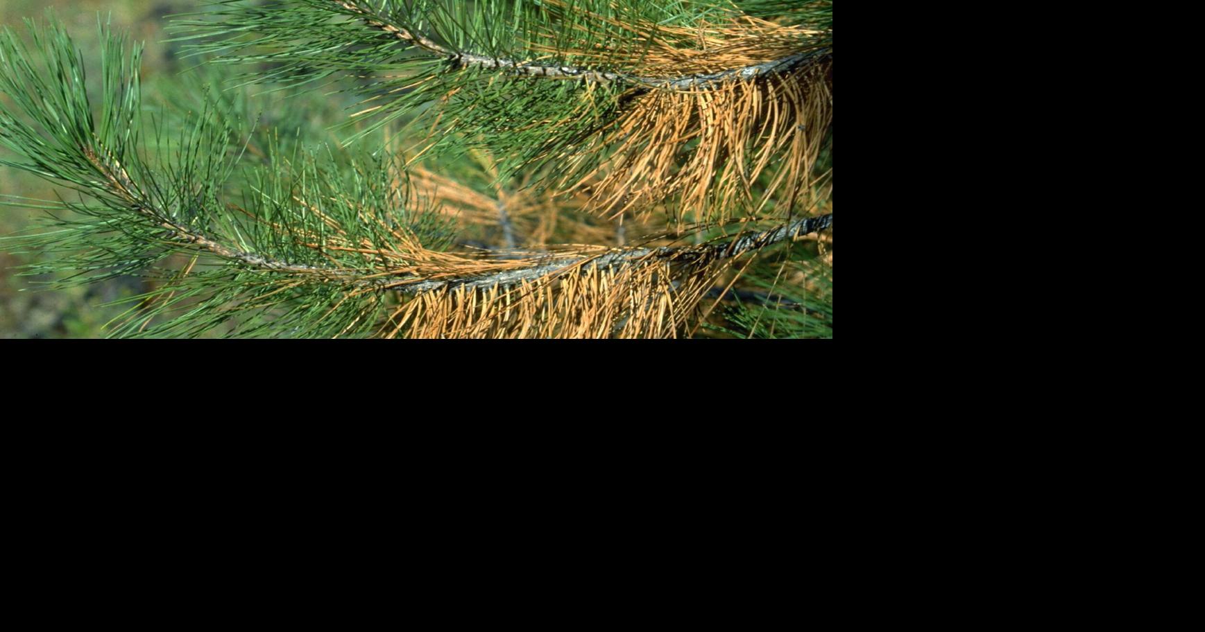 Master Gardener When to be concerned about brown pine needles