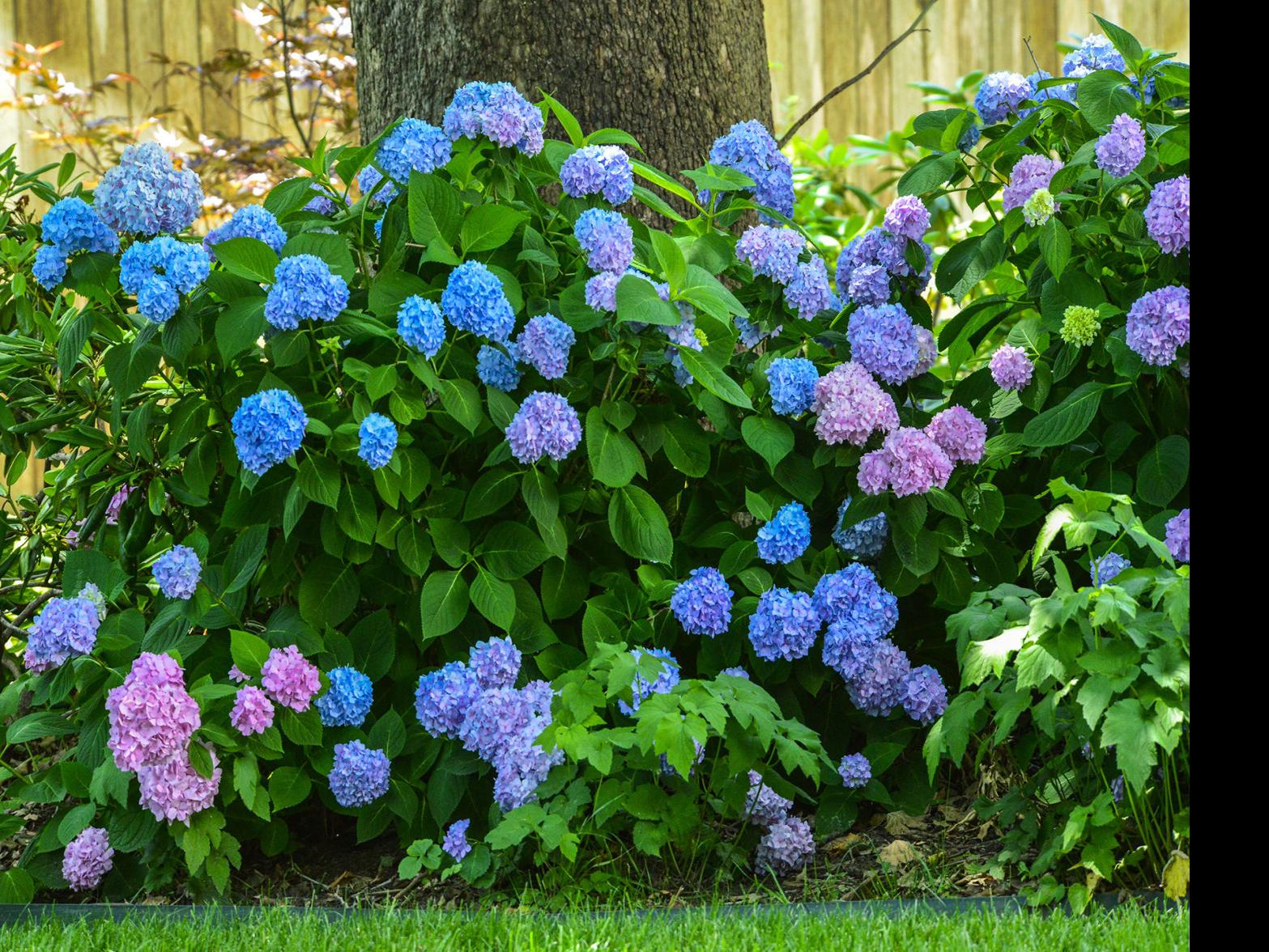 Master Gardener Know When To Prune Hydrangeas Home Garden