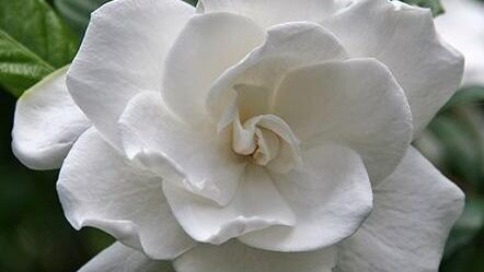Barry Fugatt: Cantankerous gardenias have heavenly scent | Home & Garden
