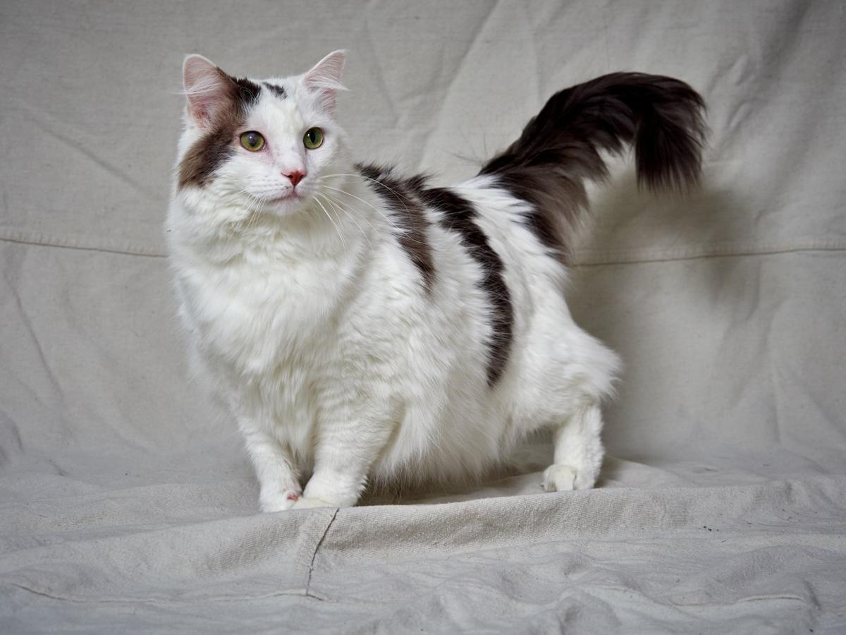Pawsitively Adorable 29 Cats And Dogs Looking For Love