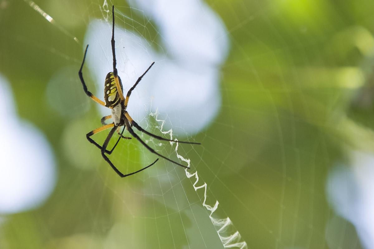 Spider