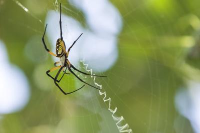 Spider