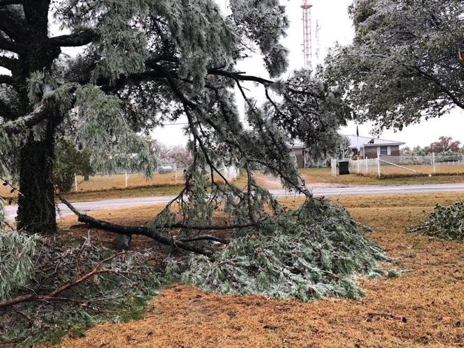 OKC Survivor Tree doing well after damaged in wintry weather
