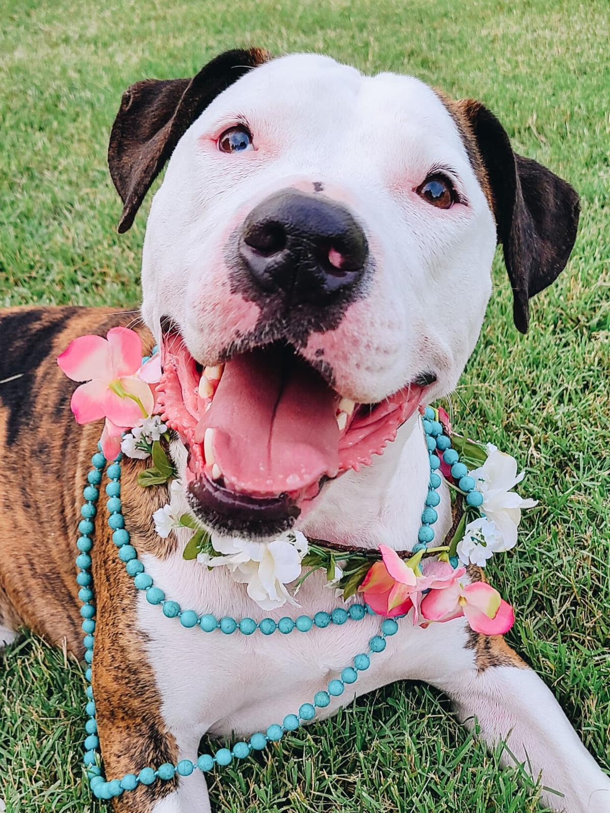August Is Clear The Shelters Month Meet 76 Adoptable Dogs And Cats Looking For Love Photo Tulsaworld Com