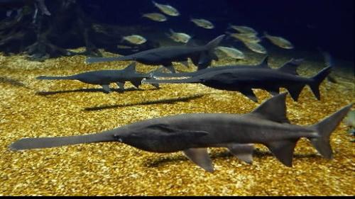 Man Gets Prison Term In Paddlefish Caviar Criminal Case Crime