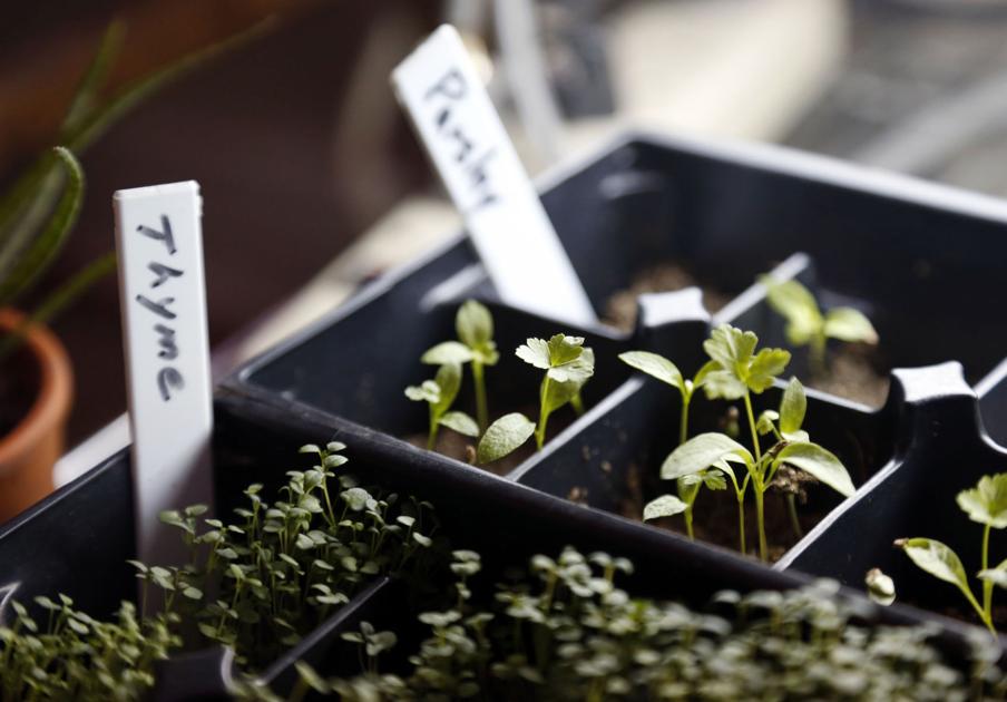 Tips for planting seeds for spring plants Scene