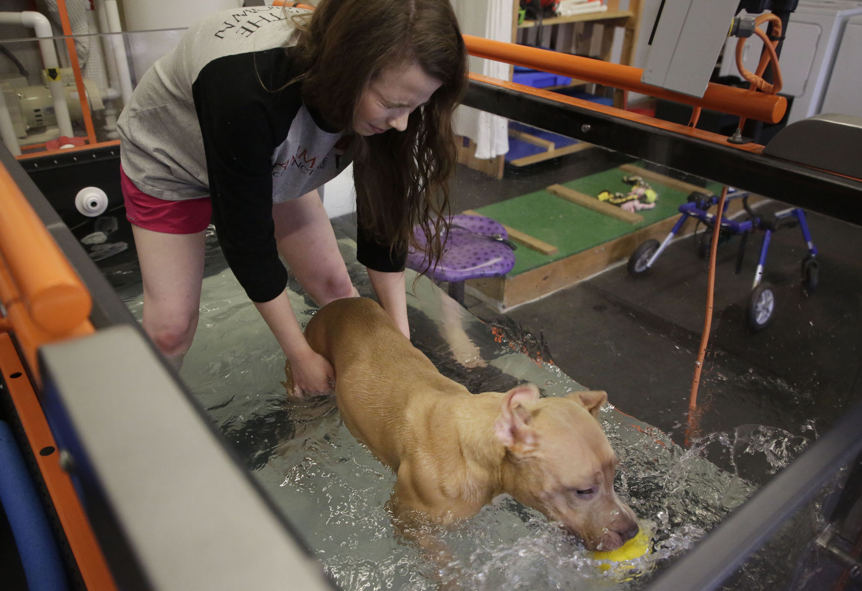 special needs pitbull rescue