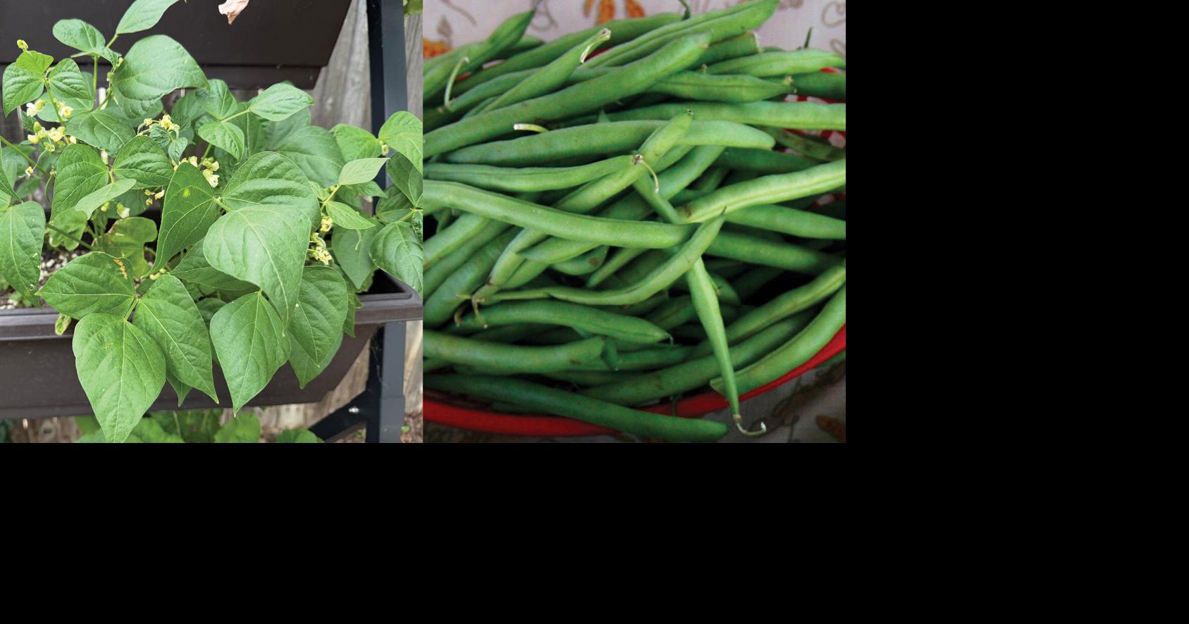 Master Gardener: Stagger green bean planting to get multiple harvests in one season