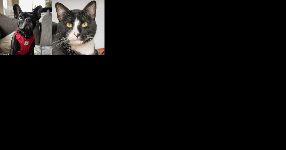 Pawsitively adorable: Meet 48 adoptable dogs and cats looking for love in the Tulsa area - Vimarsana News
