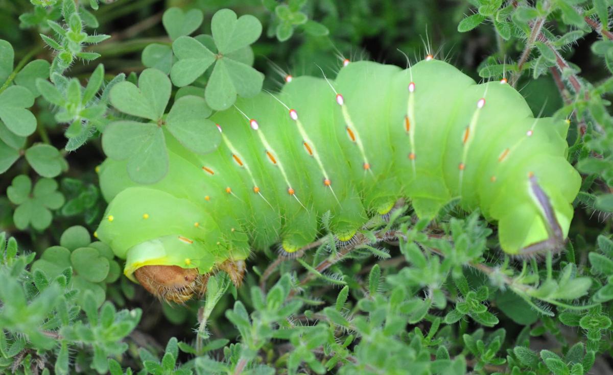 The World Around You Polyphemus Moth And Caterpillar Worldaroundyou Tulsaworld Com