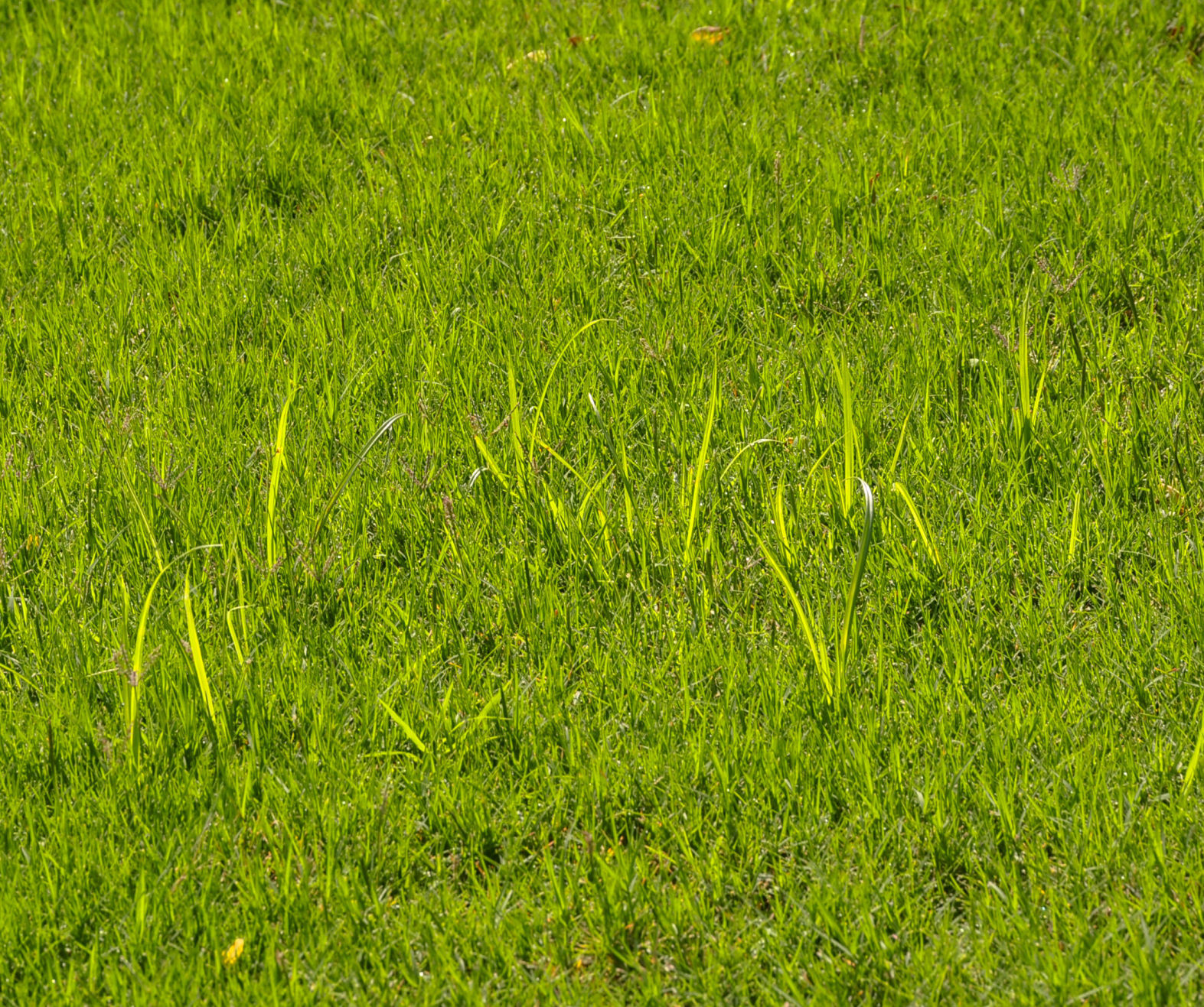 nutsedge