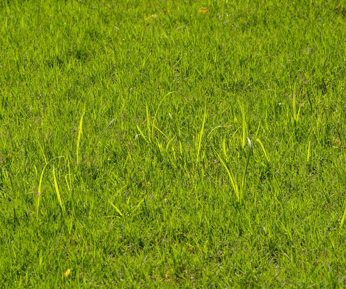 Master Gardener Control nutsedge with prevention, herbicide