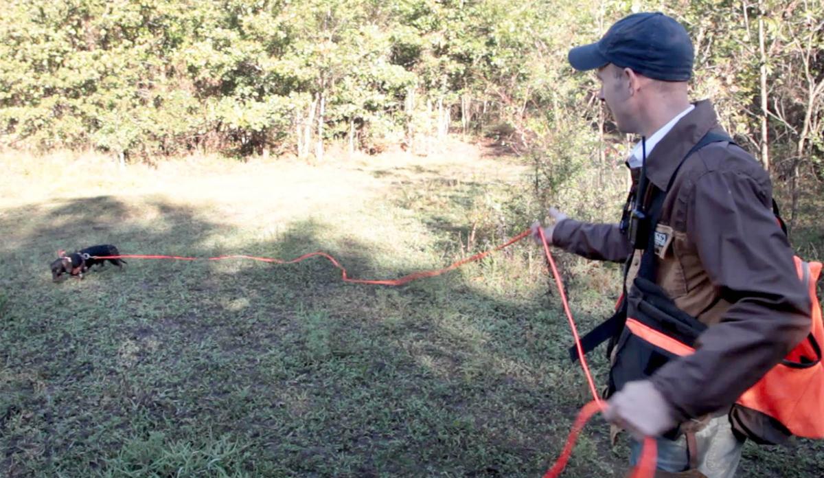 Getting on track Lessons are many for tracking wounded deer with dogs