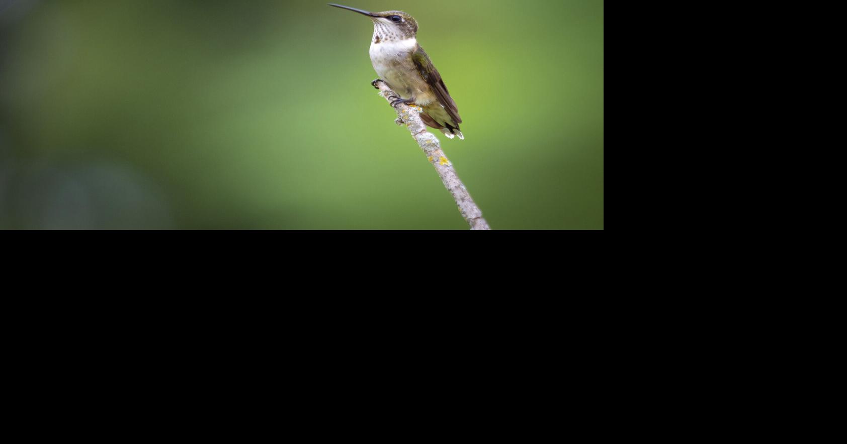 Master Gardener: It's time to prepare for the arrival of hummingbirds