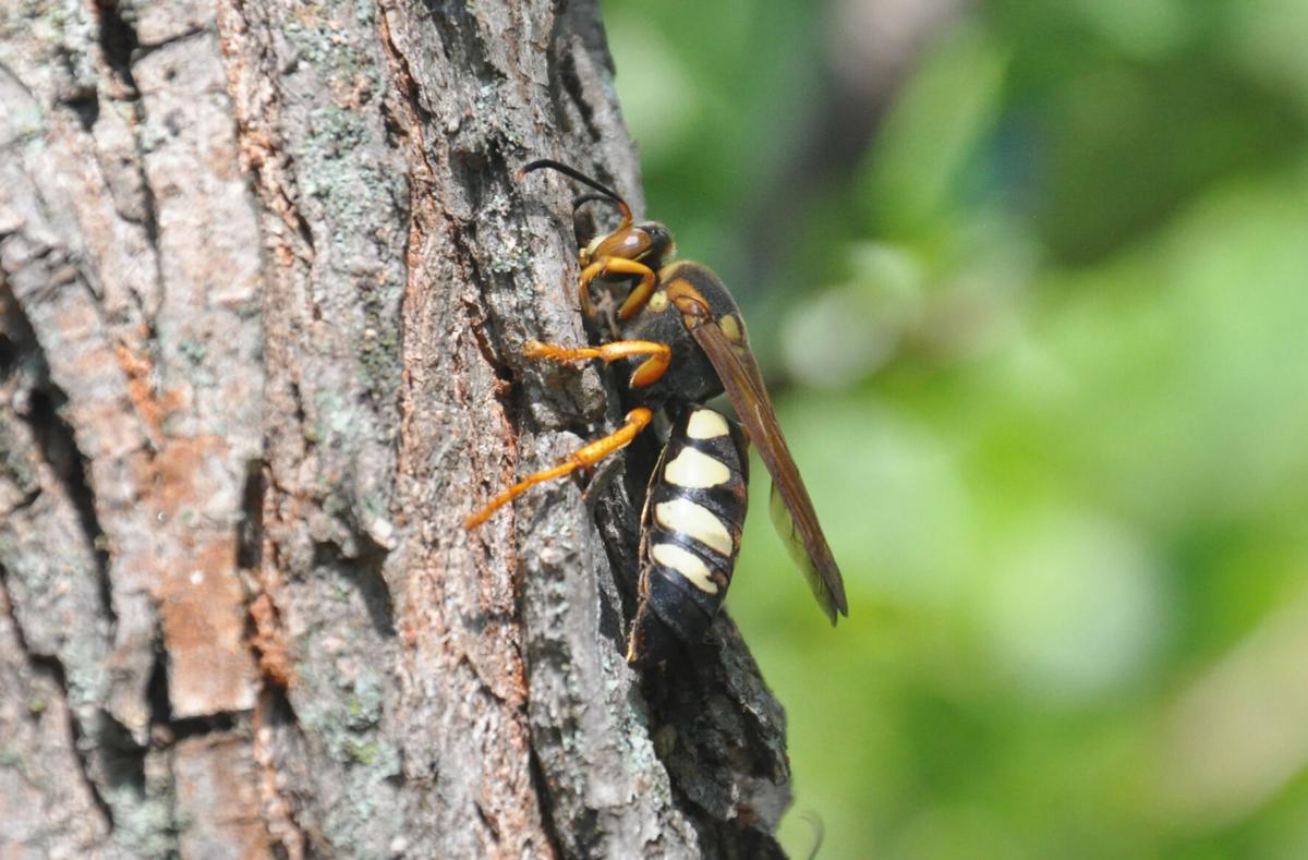 Nature Note: Two of wasps | News | tulsaworld.com